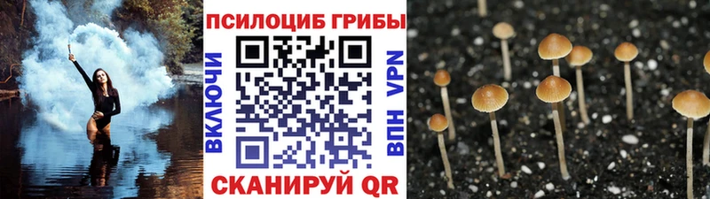 Купить Болгар Псилоцибиновые грибы прущие грибы